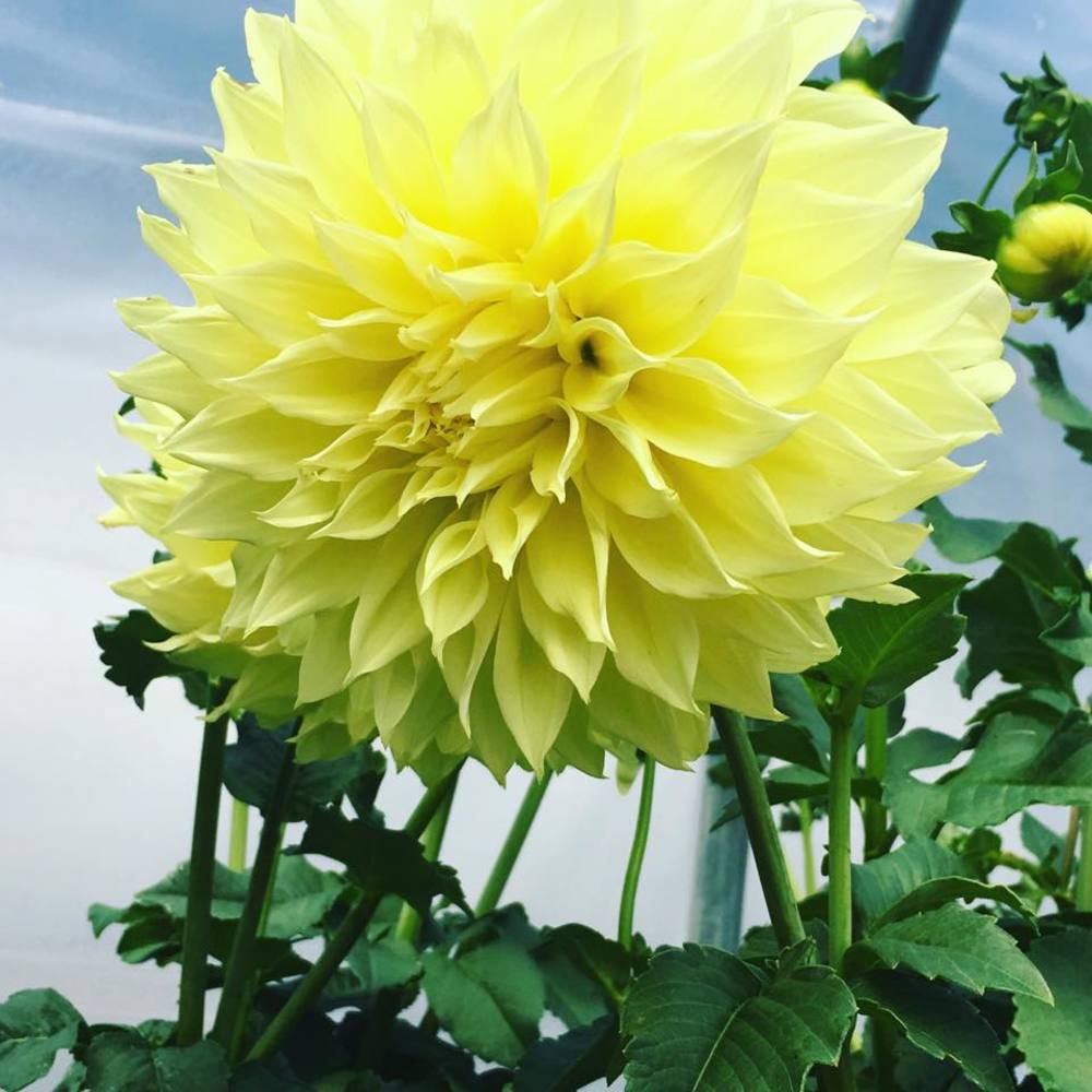 Meet your Posher, Addy